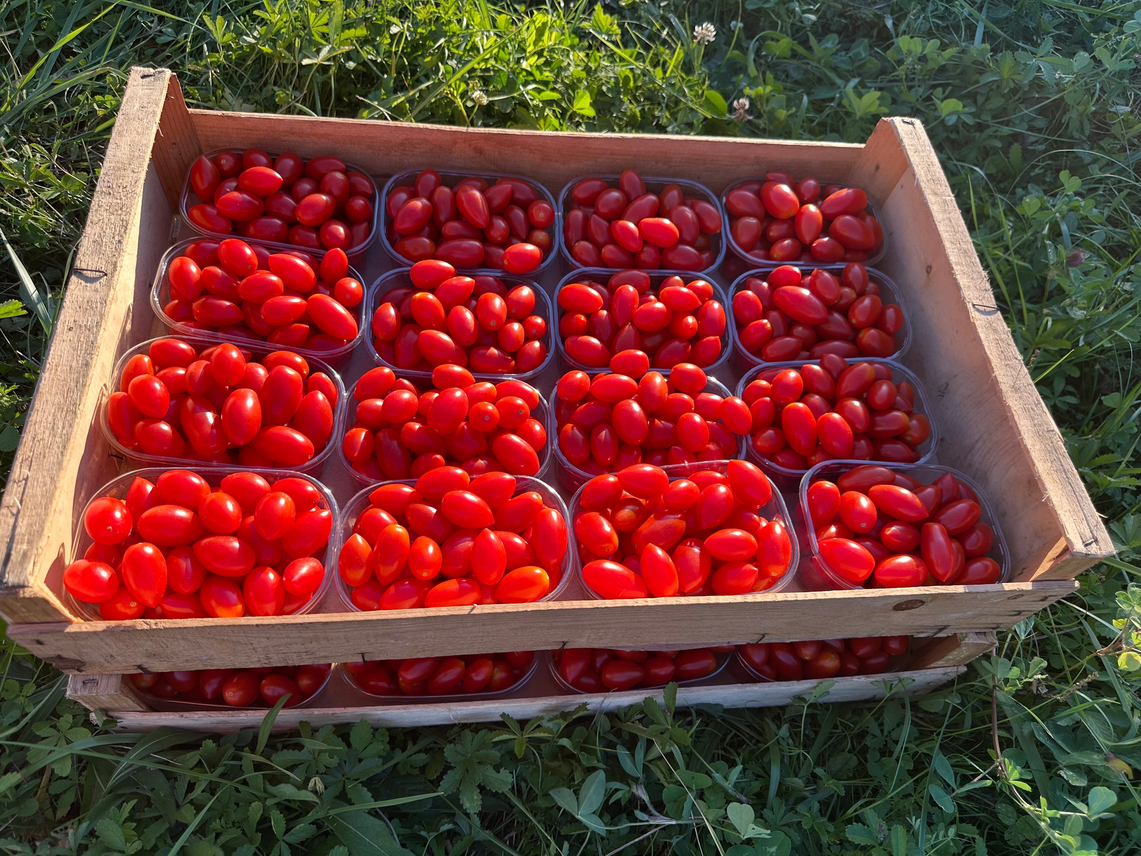 Tomates cerises – Barquette