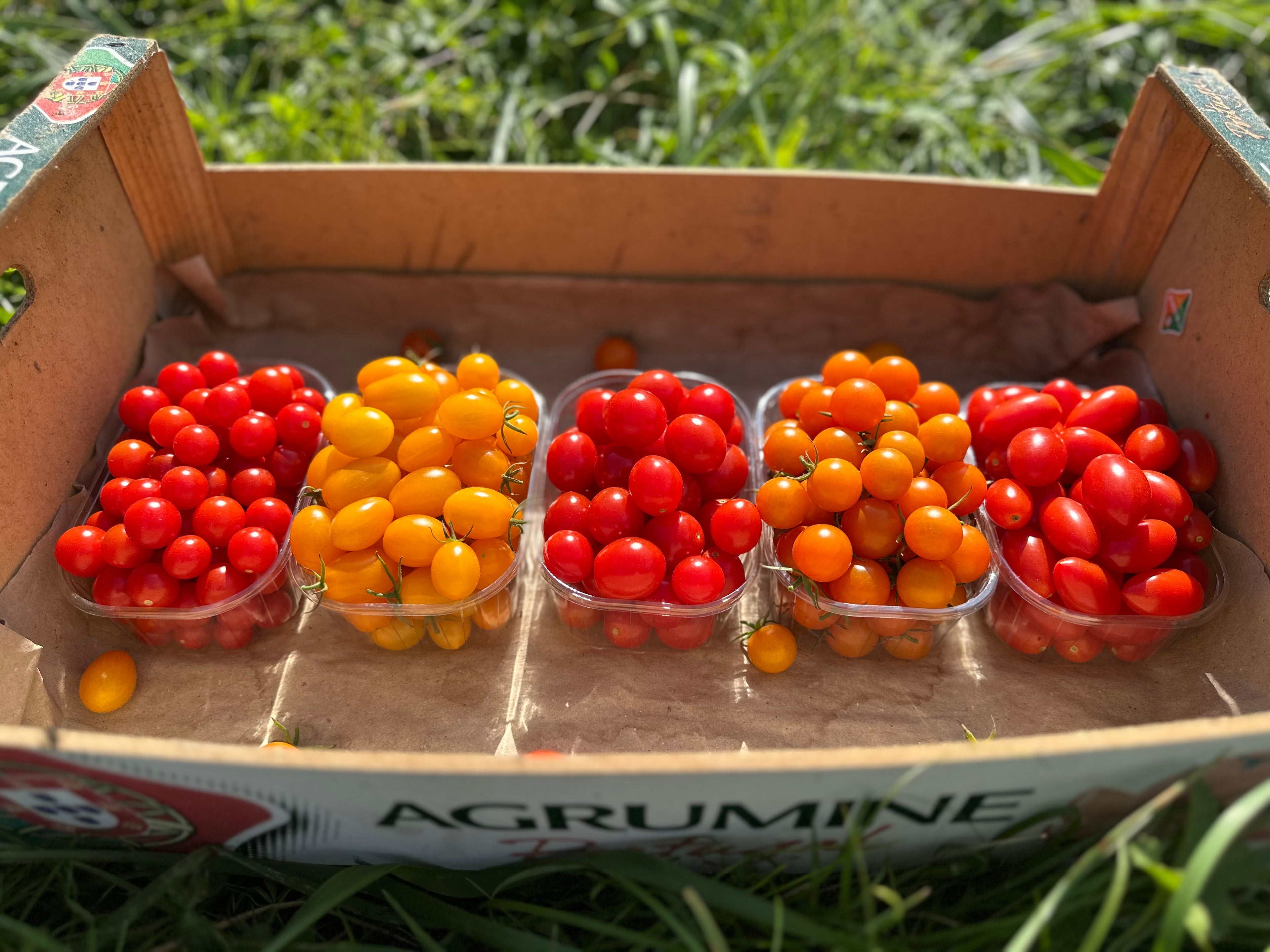 Tomates cerises – Barquette